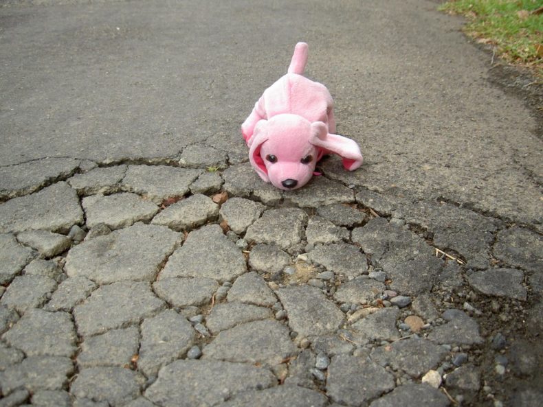 Pink Dog looking at a pothole in Australia
