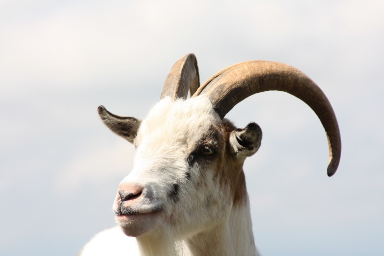 A goat. CC0 Public Domain