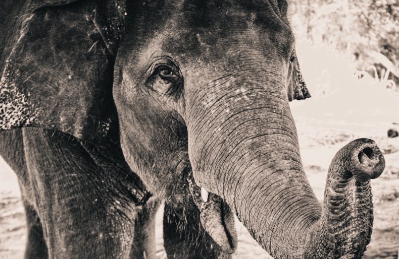 An elephant - image from Free-Photos on Pixabay