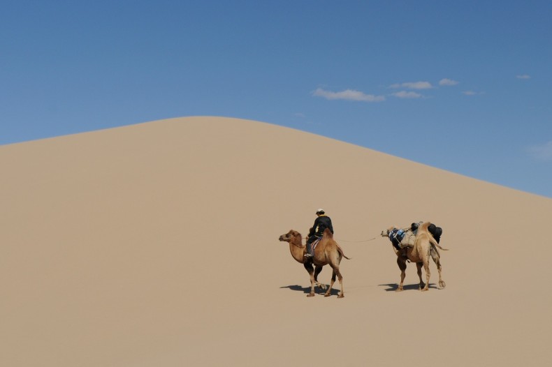 Two camels on a sand dune. Without Lembit Opik.