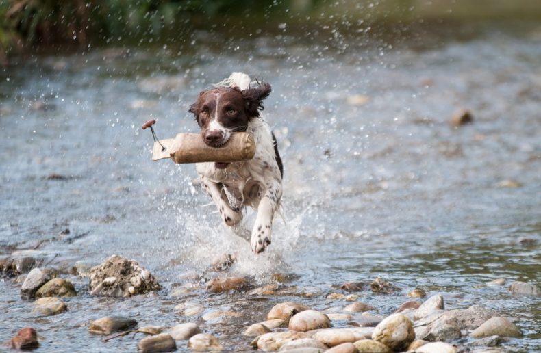 Dog running through water - CC0 Public Domain