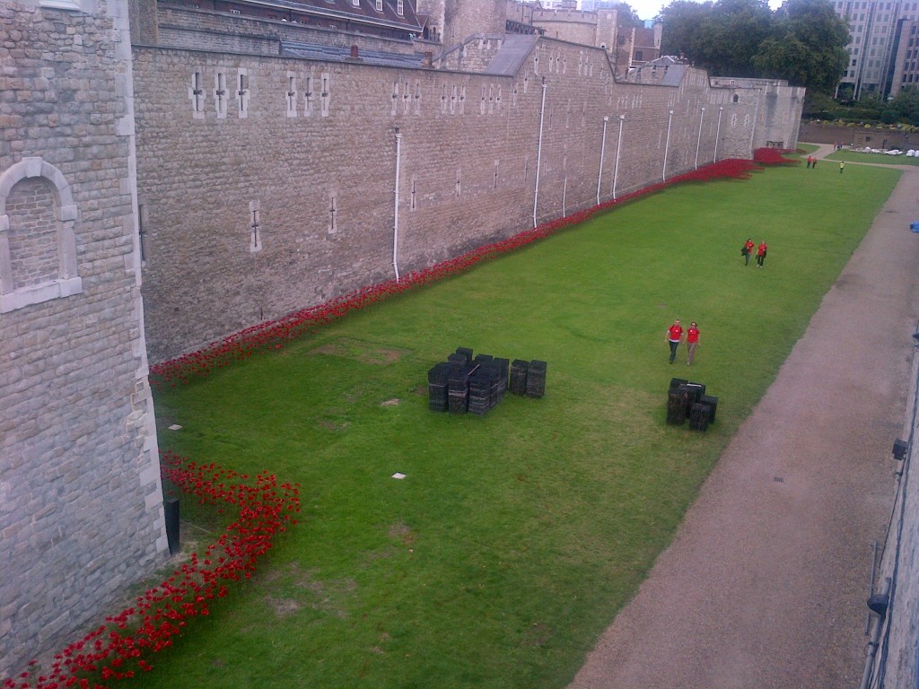 Red poppies at the Tower of London - second visit
