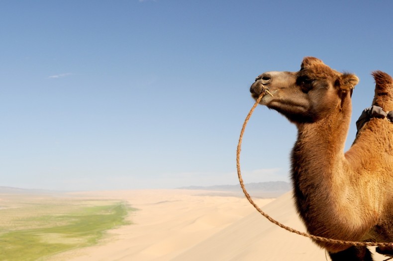A camel in the Gobi desert