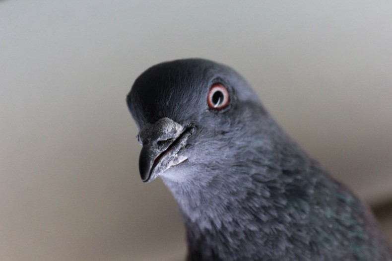 A pigeon. CC0 Public Domain