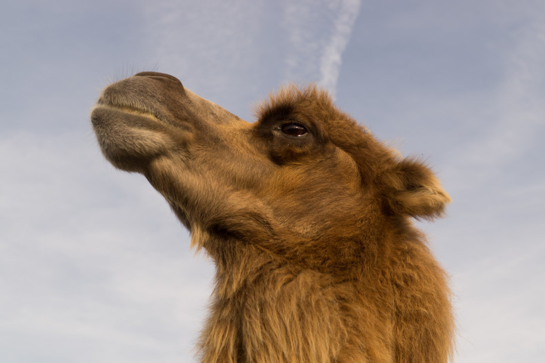 If you know why this post is illustrated by a camel, well done but you probably spend too much time reading this blog