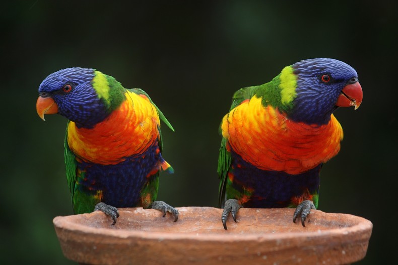 Red, orange, blue, green: no real clues as to which party these parrots support.