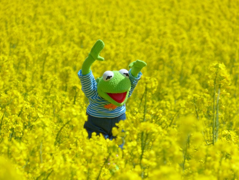 Kermit the Frog in a field of rape seed oil - CC0 Public Domain